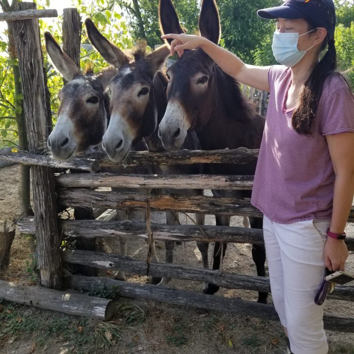 Pioneer Farms Donkeys