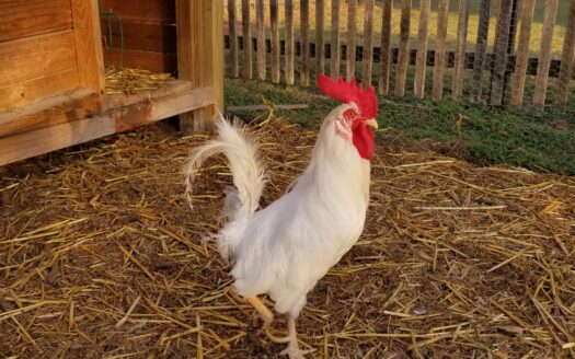 Pioneer Farms Rooster