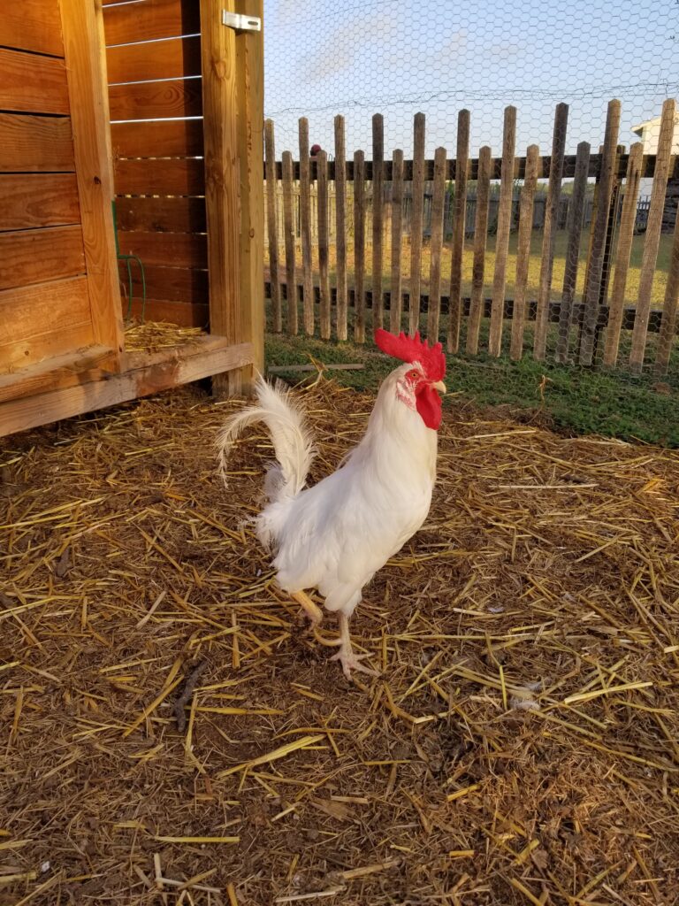 Pioneer Farms Rooster